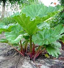 بذر گیاه داروئی ریواس